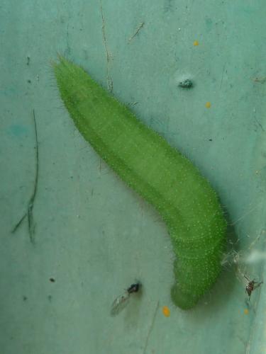 Lasiommata maera